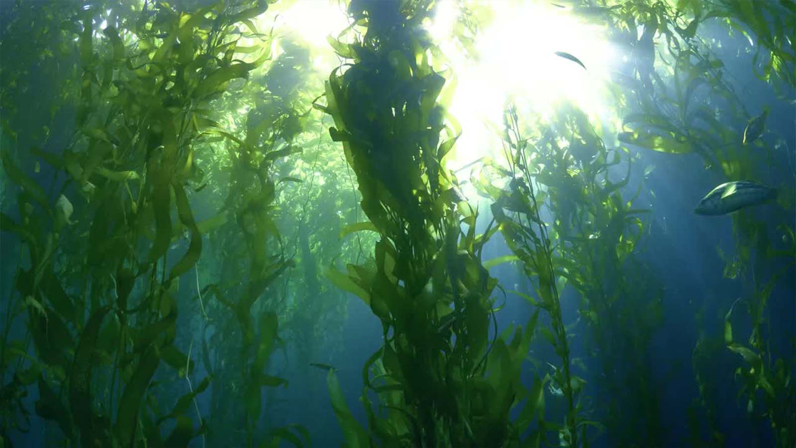 The Seaweed Company