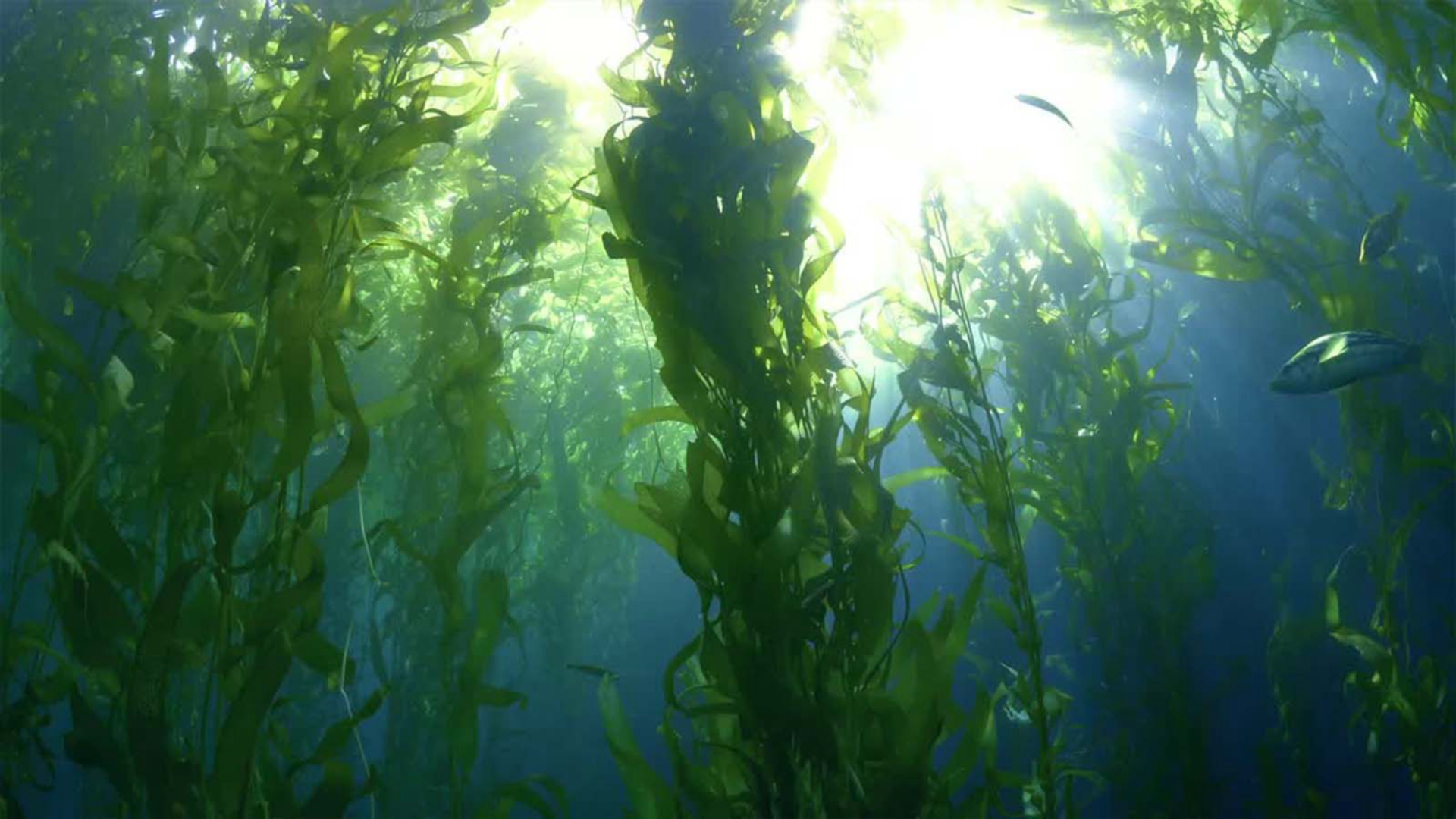 The Seaweed Company